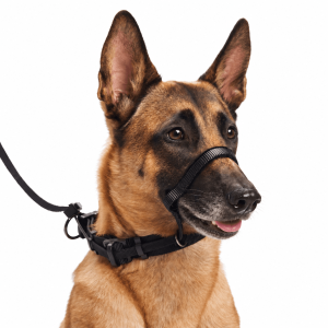 SPORN® No-Pull Head Halter™