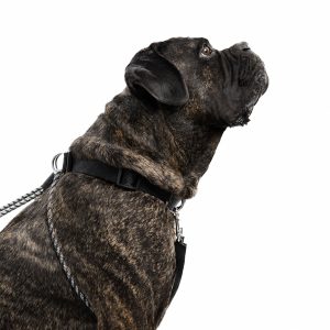 SPORN® No-Pull Big Dog Halter™
