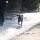 How Dog Harnesses Can Help with Mobility Issues