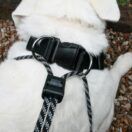 Sporn Big Dog Halter