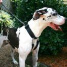 Sporn Big Dog Halter XL Great Dane 1