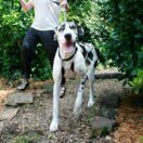 Sporn Big Dog Licol XL Great Dane 2