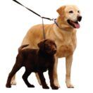 Sporn Double Dog Leash 1