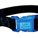 Sporn ID Collar Black Blue Unpackaged