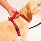 Sporn Ultimate Control Harness Handle Red