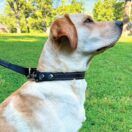 Ultimate Leash All-in-One Black Standard Photo