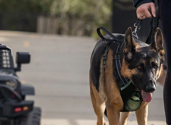 How to put a sporn harness on a outlet dog