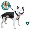 Sporn big hotsell dog halter