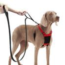 Sporn training leash