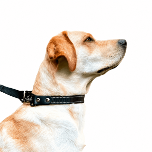 SPORN® Ultimate All-in-One Leash™